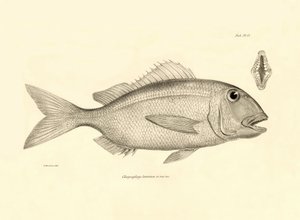 Zoologia: rappresentazione del pesce Chrysophrys taurina descritto da Charles Darwin durante il suo viaggio a bordo del Beagle. Tavola da The zoology of the voyage of H.M.S. Beagle sotto il comando del Capitano Fitzroy durante gli anni 1832-1836 da Unbekannter Künstler