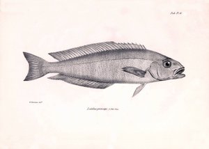 Zoologia: rappresentazione del pesce Latilus princeps descritto da Charles Darwin durante il suo viaggio a bordo del Beagle. Tavola da The zoology of the voyage of H.M.S. Beagle sotto il comando del Capitano Fitzroy durante gli anni 1832-1836 da Unbekannter Künstler