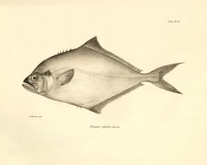 Zoologia: rappresentazione del pesce "Paropsis signata" descritto da Charles Darwin durante il suo viaggio a bordo del Beagle. Tavola da "The zoology of the voyage of H.M.S. Beagle under the command of Captain Fitzroy during the years 1832-1836" da Unbekannter Künstler