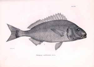 Zoologia: rappresentazione del pesce Pristipoma cantharinum descritta da Charles Darwin durante il suo viaggio a bordo del Beagle. Tavola da La zoologia del viaggio dell