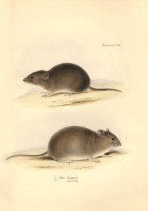 Zoologia: il Mus Renggeri e il Mus obscurus (ratti) descritti da Charles Darwin durante il suo viaggio di esplorazione a bordo del Beagle. Tavola da The Zoology of the voyage of H.M.S. Beagle sotto il comando del Capitano Fitzroy durante gli anni 1832-1836 da Unbekannter Künstler