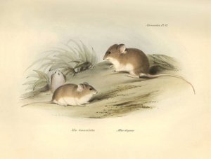 Zoologia: il 
