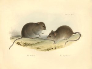 Zoologia: il "Mus brachiotis" e il "Mus Magellanicus" (ratti) descritti da Charles Darwin durante il suo viaggio di esplorazione a bordo del Beagle. Tavola da "The Zoology of the voyage of H.M.S. Beagle under the command of Captain Fitzroy during the years da Unbekannter Künstler