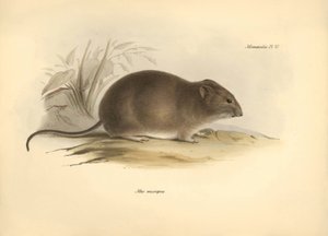 Zoologia: il 