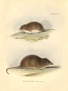 Zoologia: il Mus xanthorhinus o ratto di campo e Mus nasutus descritti da Charles Darwin durante il suo viaggio di esplorazione a bordo del Beagle. Tavola da The Zoology of the voyage of H.M.S. Beagle sotto il comando del Capitano Fitzroy durante gli anni  da Unbekannter Künstler