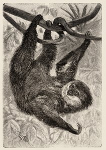 Zoologia: unau o bradipo descritto e illustrato da Carlo Vogt e Federico Specht in "Natural history illustree: mammals" 1884 da Unbekannter Künstler