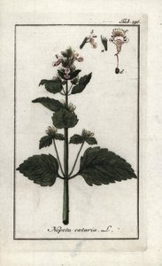 Erba gatta (Nepeta cataria) da Unbekannter Künstler