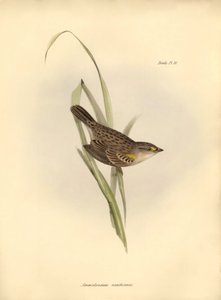 Ornitologia: Ammodramus xanthornus