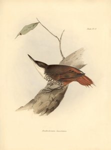 Ornitologia: Dendrodamus leucosternus uccello del Sud America osservato e descritto da Charles Darwin (1809-1882). Tavola da La zoologia del viaggio dell