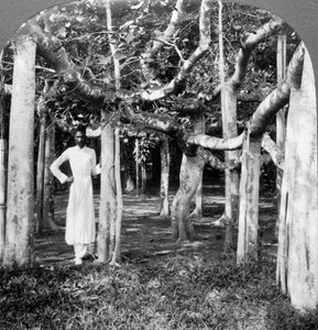 Tra le radici di un albero di banyan, Calcutta, India da Underwood and Underwood