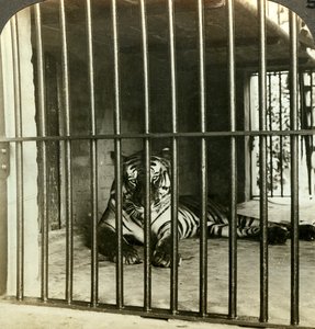 Tigre mangiatrice di uomini catturata, accusata di 200 morti, Calcutta, India, c1903