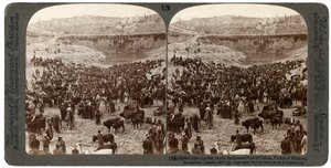 Giorno di mercato del bestiame, nella piscina inferiore di Gihon, Valle di Hinnom, Gerusalemme, Palestina, 1900