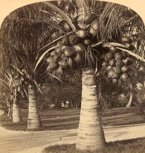 Alberi di cocco nelle sabbie bianche della Florida, USA, c1900 da Underwood and Underwood