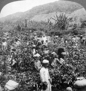 Raccolta del caffè nella tenuta di Sir Thomas Lipton, Dambutenne, Sri Lanka, 1903 da Underwood and Underwood