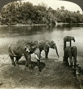 Elefanti, Sri Lanka Ceylon da Underwood and Underwood