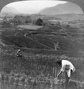 Campi di riso fertili nel vecchio cratere di Aso-San, Giappone, 1904