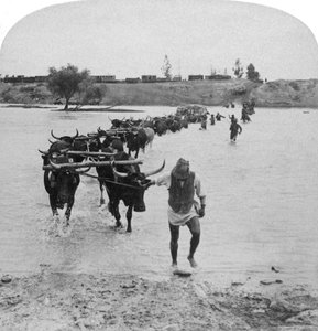 Attraversamento del Fiume Modder, Guerra Boera, Sudafrica, 15 febbraio 1901 da Underwood and Underwood
