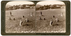 Raccolta di zizzania dal grano nei campi pietrosi di Bethel Baytin, Palestina, 1900