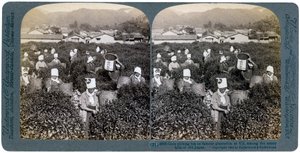 Ragazze che raccolgono tè nella famosa piantagione di Uji, Giappone, 1904 da Underwood and Underwood