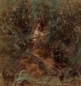 Caccia nelle praterie occidentali, una covata di quaglie e un puntatore - in stoppie di mais, 1903