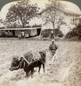 Aratura del terreno allagato per la piantagione di riso, a nord della strada principale a Uji, vicino a Kyoto, Giappone, 1904