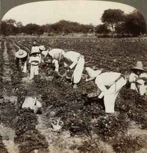 Campo di fragole, Irapuato, Messico