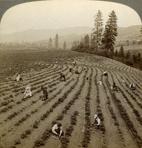 Raccolta di fragole, Cedar Creek Farm, Hood River Valley, Oregon, USA