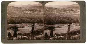 La collina di Samaria, dal sud, circondata dai suoi fichi e uliveti, Palestina, 1900