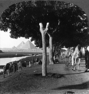 La strada per le piramidi, Giza, Egitto, 1905