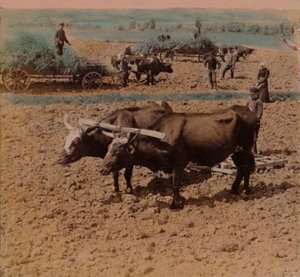Contadini parsimoniosi con il loro bestiame al lavoro in una fattoria vicino a Jonkoping, Svezia, 1905 da Underwood and Underwood
