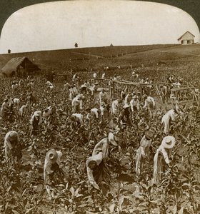 Campo di tabacco, Montpeller, Giamaica, 1900