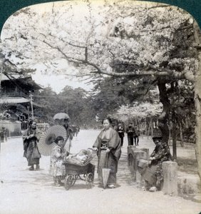 Sotto i fiori di ciliegio, guardando a nord-est lungo il viale principale del Parco Shiba, Tokyo, Giappone, 1904 da Underwood and Underwood