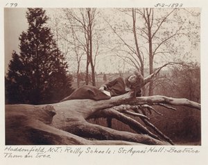 [Beatrice Thom su un albero, Haddonfield, New Jersey]. da Unidentified