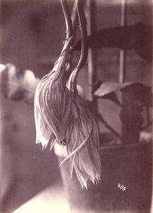 [Cereus a fioritura notturna, chiuso dopo la fioritura].