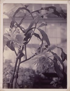 [Cereus notturno, in fiore]. da Unidentified
