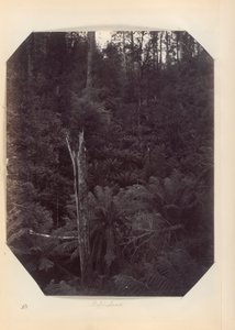 Australia - (Victoria e S. Australia) da Unknown