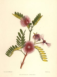 Callistemon, Callistemon linearis (Calistemon linearis)