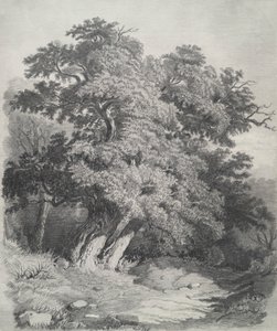 Gruppo di alberi