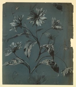 Progetto per carta da parati o tessuto con fiore tipo margherita a ripetizione da Unknown