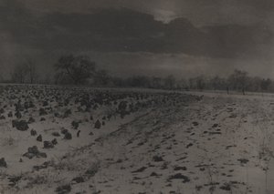 Campo di cavoli sotto la neve