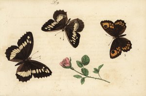 Farfalla grigia a bande larghe, Brintesia circe, e altre