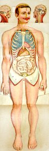Modello educativo pieghevole di anatomia umana, c. 1895 da Unknown