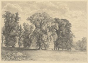 Prato e alberi da Unknown