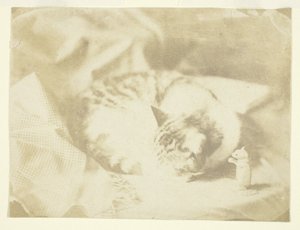 Il gatto della signora Craik da Unknown