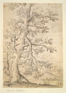 Albero