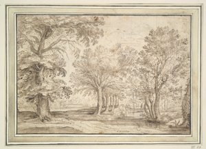 Alberi su terreno paludoso