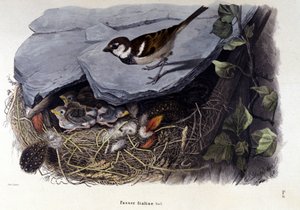 Tavola che rappresenta un uccello comune (o passero) vicino al suo nido da Unknown artist