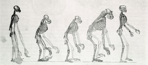 Studio comparato degli scheletri dell