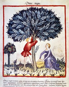 Un uomo sale su un ulivo per raccogliere olive nere. Miniatura dal libro di medicina e dietetica 
