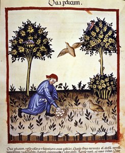 Un uomo raccoglie uova da un nido di pernice. Miniatura dal trattato di medicina e dietetica "Tacuinum sanitatis"